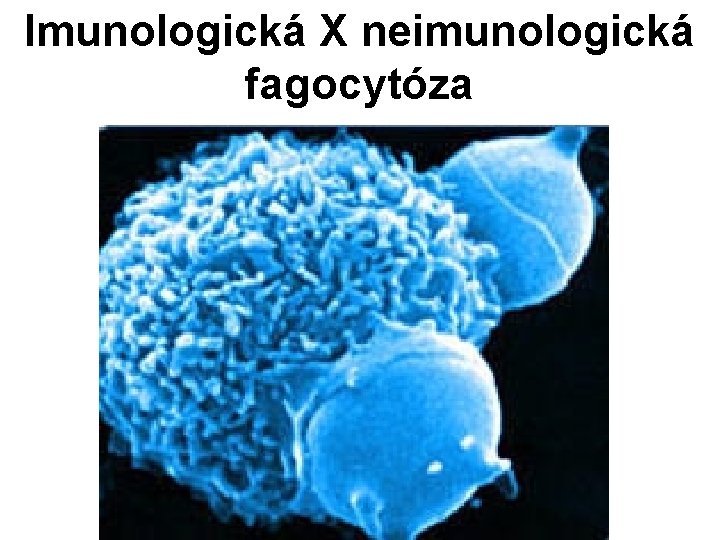 Imunologická X neimunologická fagocytóza 