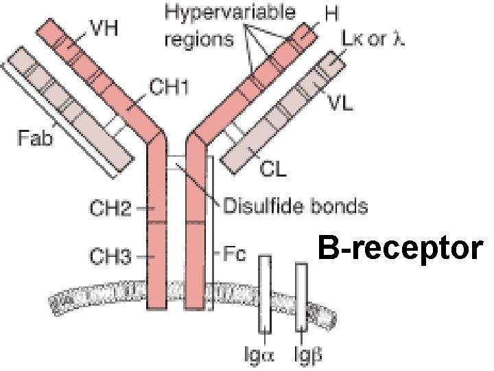 B-receptor 