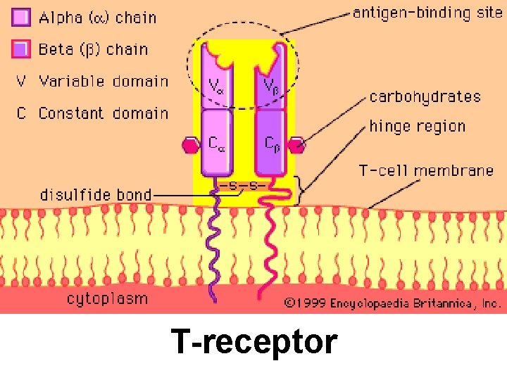 T-receptor 