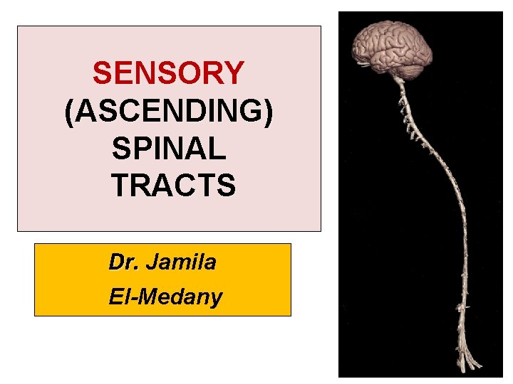 SENSORY (ASCENDING) SPINAL TRACTS Dr. Jamila El-Medany 