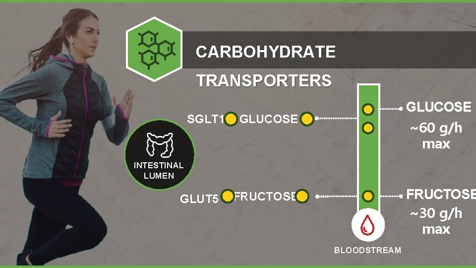 CARBOHYDRATE TRANSPORTERS SGLT 1 GLUCOSE ~60 g/h max INTESTINAL LUMEN GLUT 5 FRUCTOSE ~30