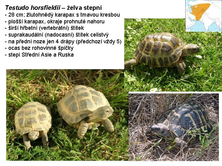 Testudo horsfieldii – želva stepní - 28 cm; žlutohnědý karapax s tmavou kresbou -