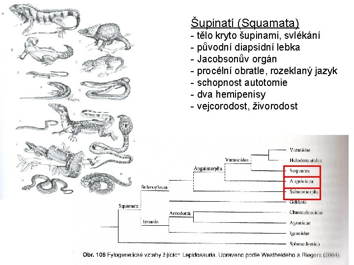 Šupinatí (Squamata) - tělo kryto šupinami, svlékání - původní diapsidní lebka - Jacobsonův orgán