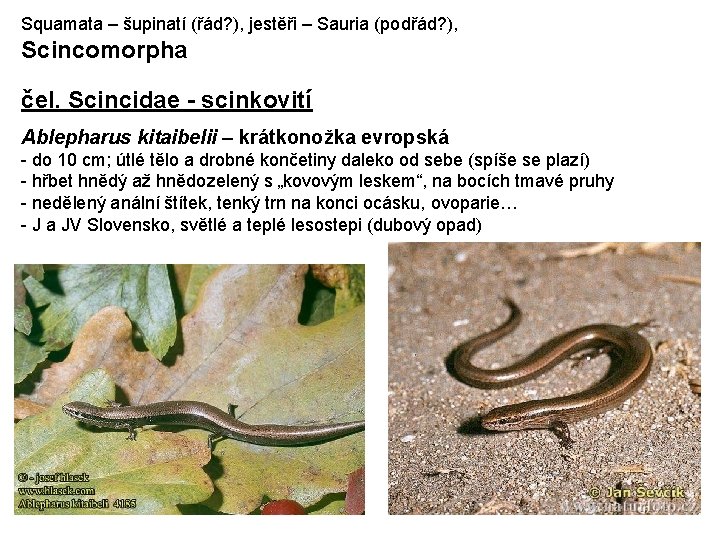 Squamata – šupinatí (řád? ), jestěři – Sauria (podřád? ), Scincomorpha čel. Scincidae -