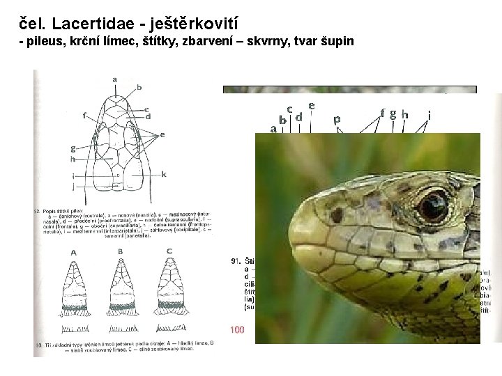 čel. Lacertidae - ještěrkovití - pileus, krční límec, štítky, zbarvení – skvrny, tvar šupin