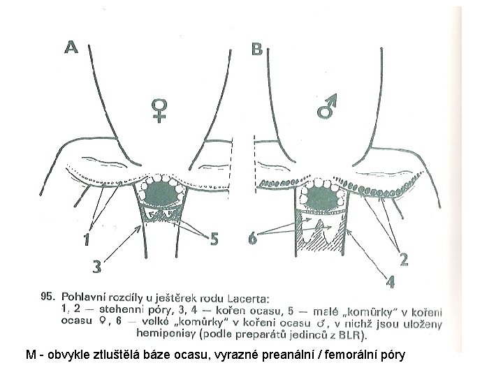 M - obvykle ztluštělá báze ocasu, vyrazné preanální / femorální póry 