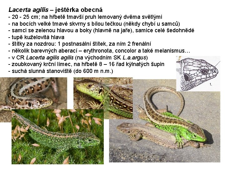 Lacerta agilis – ještěrka obecná - 20 - 25 cm; na hřbetě tmavší pruh