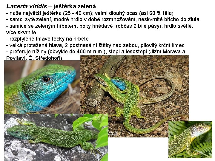 Lacerta viridis – ještěrka zelená - naše největší ještěrka (25 - 40 cm); velmi