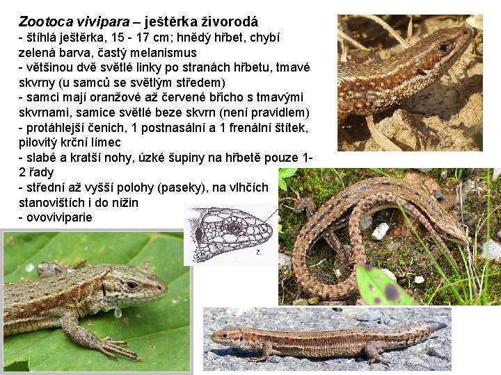 Zootoca vivipara – ještěrka živorodá - štíhlá ještěrka, 15 - 17 cm; hnědý hřbet,