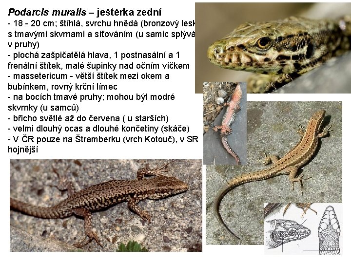 Podarcis muralis – ještěrka zední - 18 - 20 cm; štíhlá, svrchu hnědá (bronzový