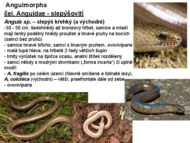 Anguimorpha čel. Anguidae - slepýšovití Anguis sp. – slepýš křehký (a východní) -30 -