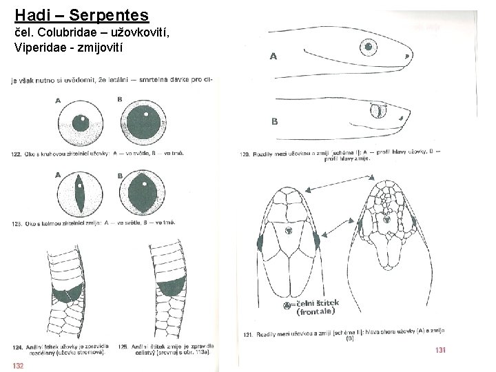 Hadi – Serpentes čel. Colubridae – užovkovití, Viperidae - zmijovití 