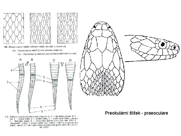 Preokulární štítek - praeoculare 