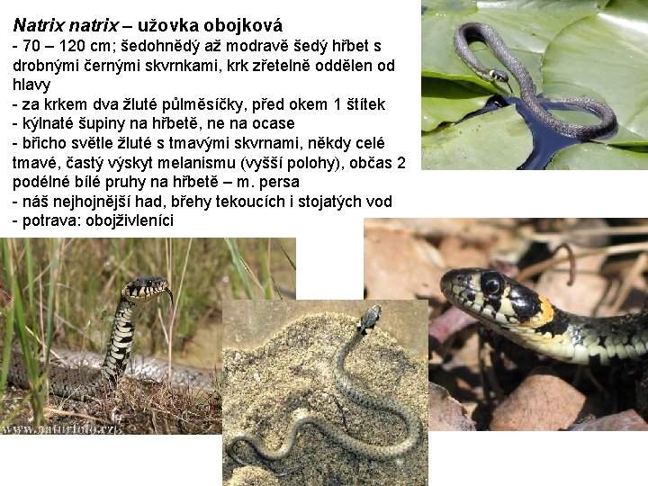 Natrix natrix – užovka obojková - 70 – 120 cm; šedohnědý až modravě šedý