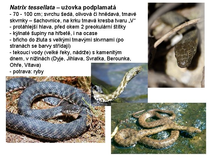 Natrix tessellata – užovka podplamatá - 70 - 100 cm; svrchu šedá, olivová či