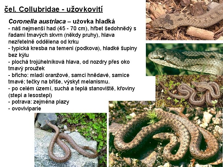 čel. Collubridae - užovkovití Coronella austriaca – užovka hladká - náš nejmenší had (45