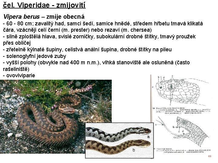 čel. Viperidae - zmijovití Vipera berus – zmije obecná - 60 - 80 cm;