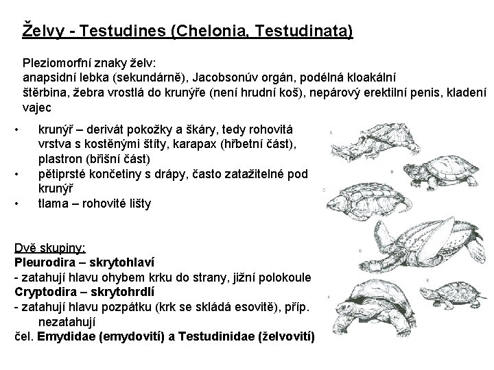 Želvy - Testudines (Chelonia, Testudinata) Pleziomorfní znaky želv: anapsidní lebka (sekundárně), Jacobsonúv orgán, podélná