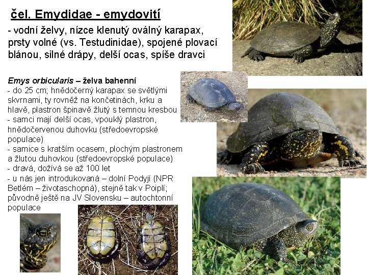 čel. Emydidae - emydovití - vodní želvy, nízce klenutý oválný karapax, prsty volné (vs.