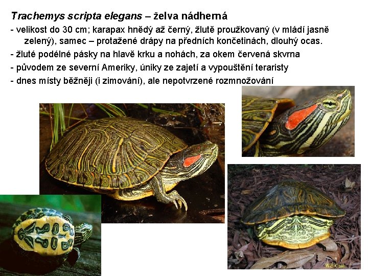 Trachemys scripta elegans – želva nádherná - velikost do 30 cm; karapax hnědý až