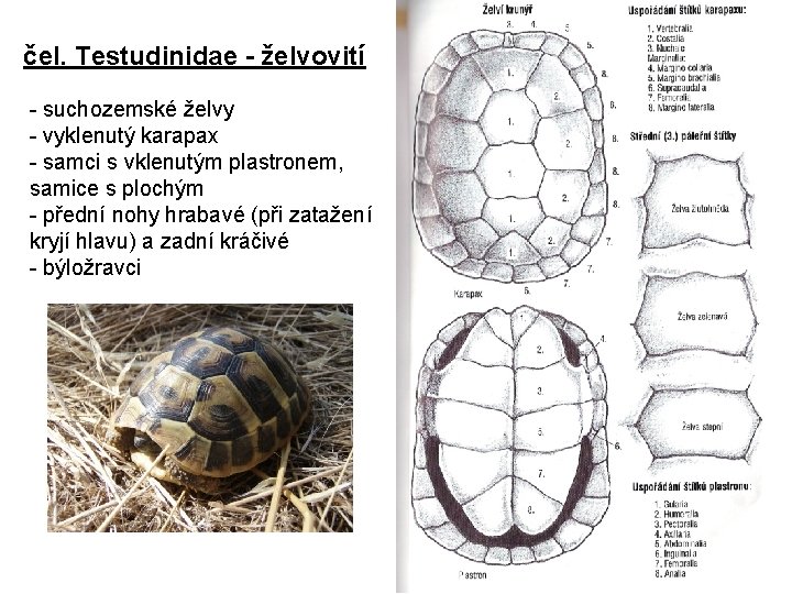 čel. Testudinidae - želvovití - suchozemské želvy - vyklenutý karapax - samci s vklenutým