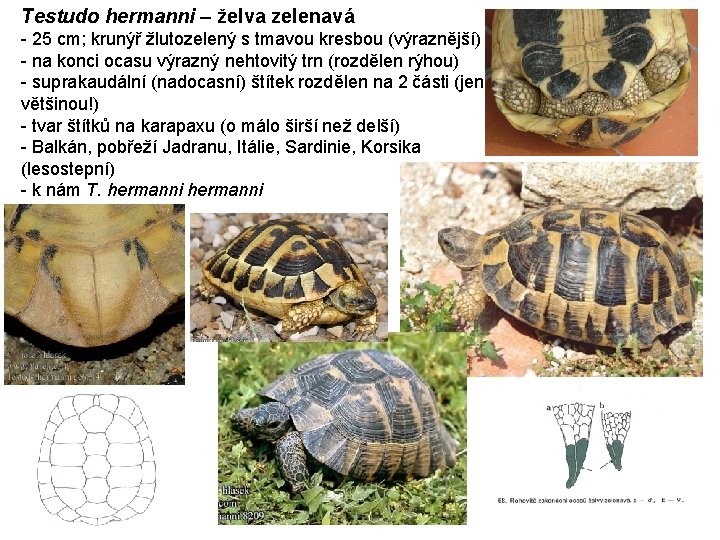 Testudo hermanni – želva zelenavá - 25 cm; krunýř žlutozelený s tmavou kresbou (výraznější)