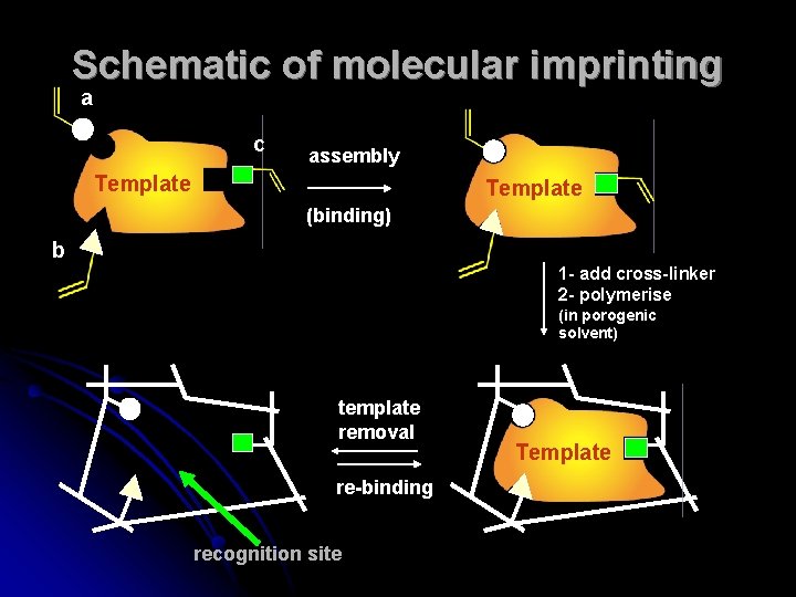 Schematic of molecular imprinting a c assembly Template (binding) b 1 - add cross-linker