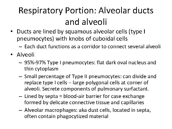 Respiratory Portion: Alveolar ducts and alveoli • Ducts are lined by squamous alveolar cells
