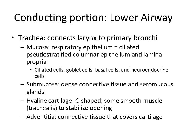 Conducting portion: Lower Airway • Trachea: connects larynx to primary bronchi – Mucosa: respiratory