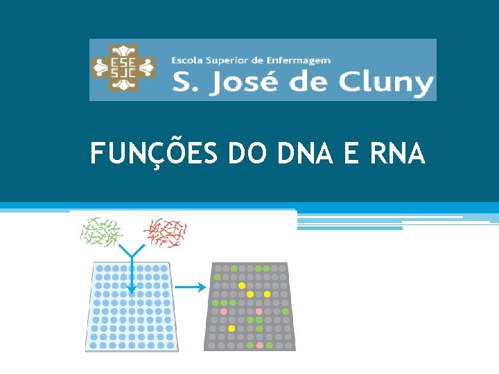 FUNÇÕES DO DNA E RNA 