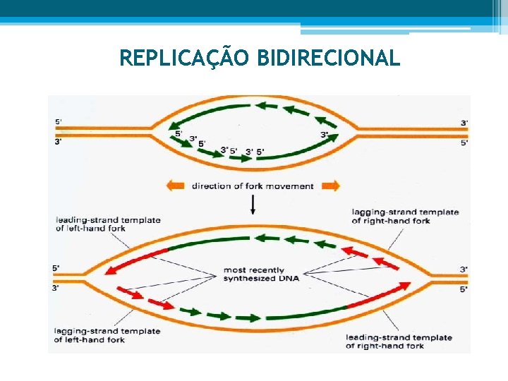 REPLICAÇÃO BIDIRECIONAL 