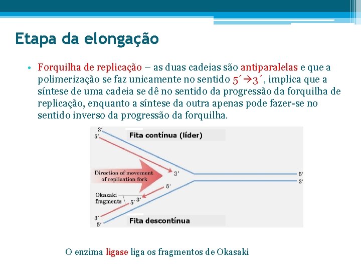 Etapa da elongação • Forquilha de replicação – as duas cadeias são antiparalelas e