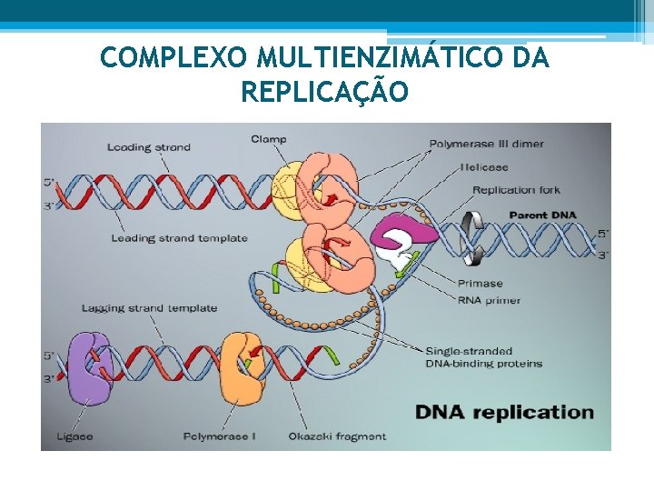 COMPLEXO MULTIENZIMÁTICO DA REPLICAÇÃO 