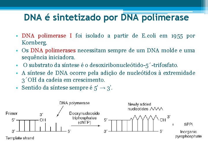 DNA é sintetizado por DNA polimerase • DNA polimerase I foi isolado a partir