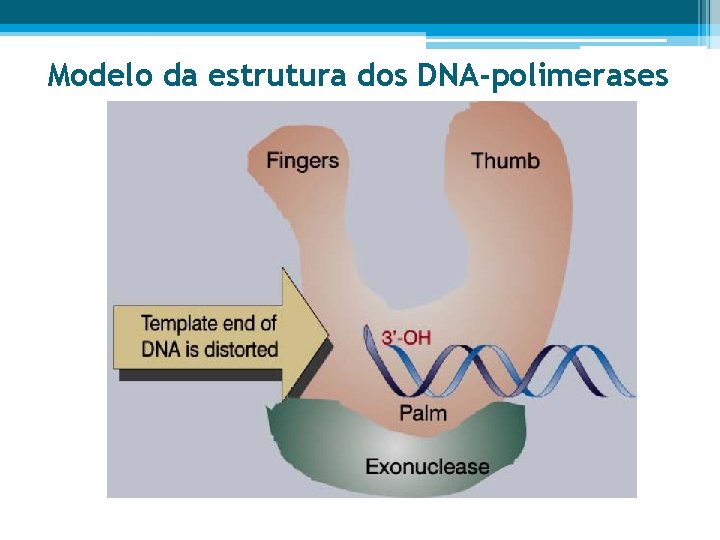 Modelo da estrutura dos DNA-polimerases 