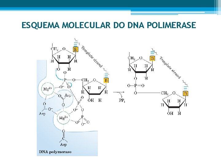 ESQUEMA MOLECULAR DO DNA POLIMERASE 
