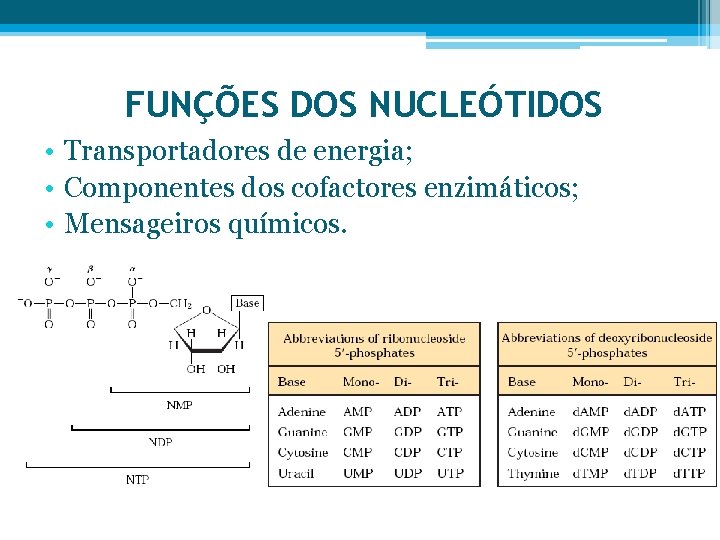 FUNÇÕES DOS NUCLEÓTIDOS • Transportadores de energia; • Componentes dos cofactores enzimáticos; • Mensageiros