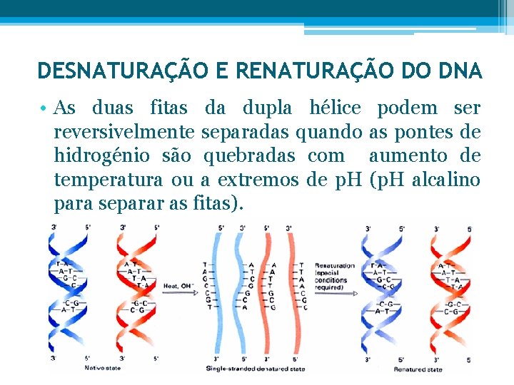 DESNATURAÇÃO E RENATURAÇÃO DO DNA • As duas fitas da dupla hélice podem ser