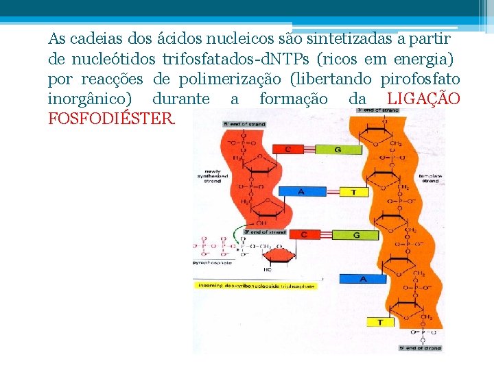 As cadeias dos ácidos nucleicos são sintetizadas a partir de nucleótidos trifosfatados-d. NTPs (ricos