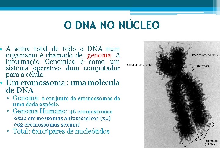 O DNA NO NÚCLEO • A soma total de todo o DNA num organismo