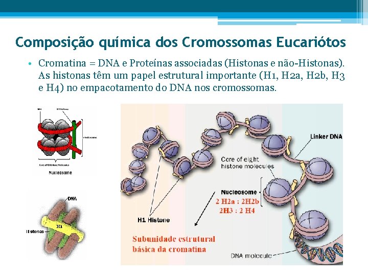 Composição química dos Cromossomas Eucariótos • Cromatina = DNA e Proteínas associadas (Histonas e