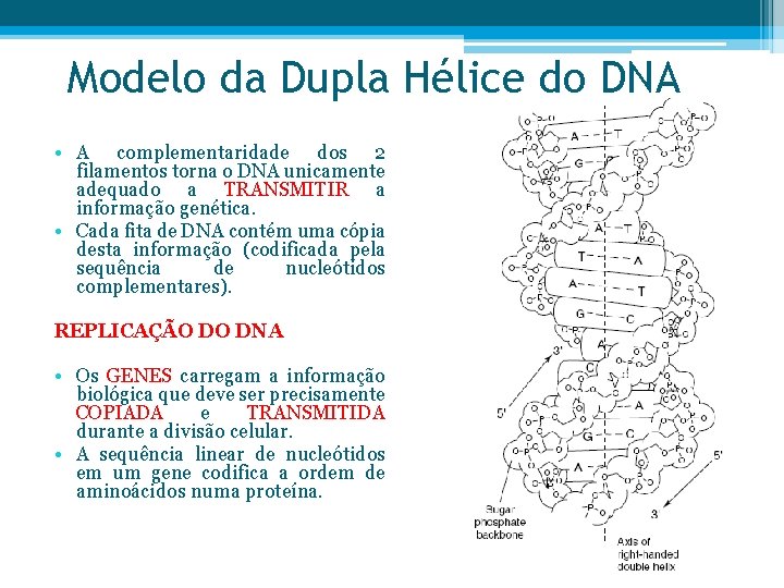 Modelo da Dupla Hélice do DNA • A complementaridade dos 2 filamentos torna o