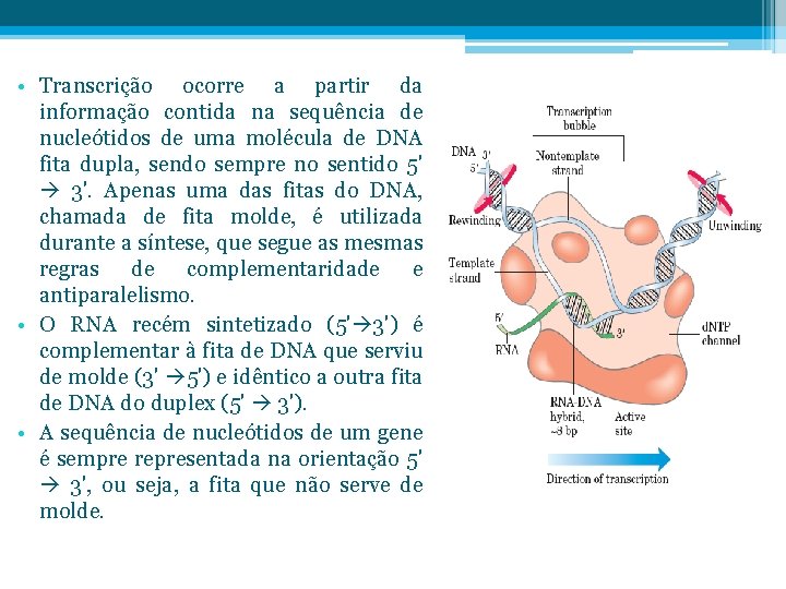  • Transcrição ocorre a partir da informação contida na sequência de nucleótidos de