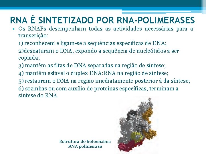 RNA É SINTETIZADO POR RNA-POLIMERASES • Os RNAPs desempenham todas as actividades necessárias para