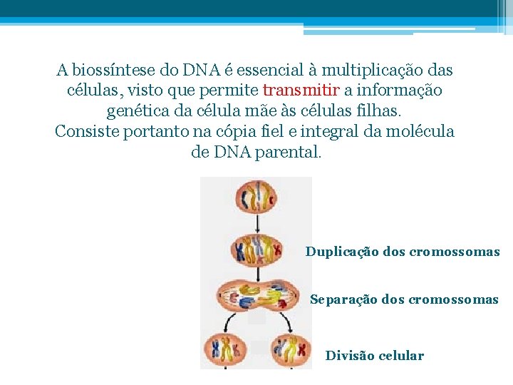 A biossíntese do DNA é essencial à multiplicação das células, visto que permite transmitir