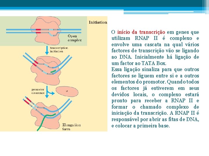 O início da transcrição em genes que utilizam RNAP II é complexo e envolve