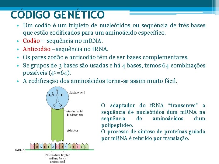 CÓDIGO GENÉTICO • Um codão é um tripleto de nucleótidos ou sequência de três