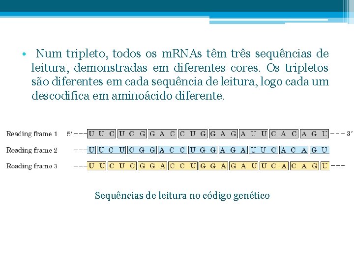  • Num tripleto, todos os m. RNAs têm três sequências de leitura, demonstradas