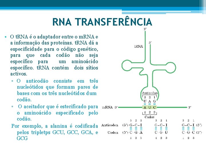 RNA TRANSFERÊNCIA • O t. RNA é o adaptador entre o m. RNA e