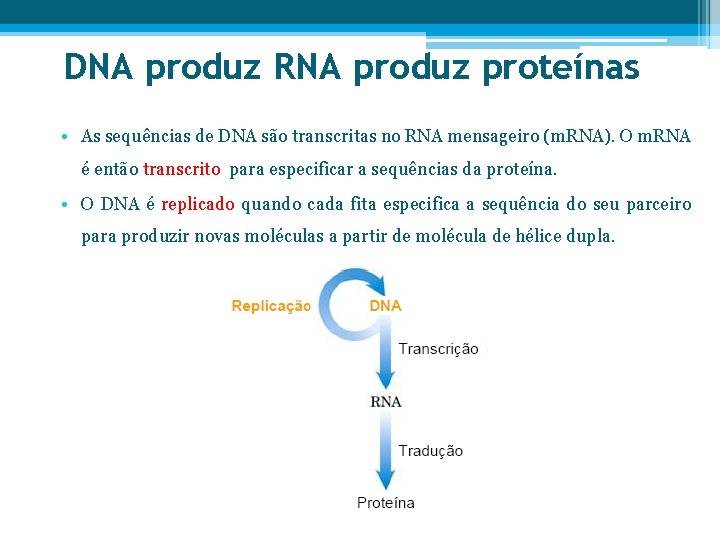 DNA produz RNA produz proteínas • As sequências de DNA são transcritas no RNA